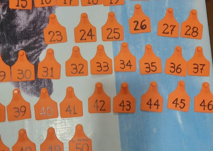 Pautas de Manejo en Rodeos de Cría